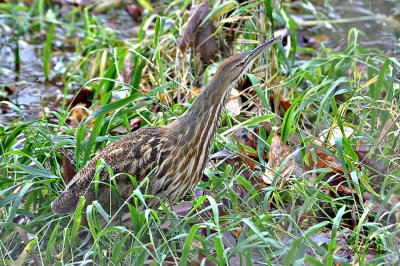 American Bittern