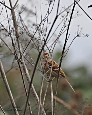 American Tree Sparrow