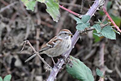 American Tree Sparrow