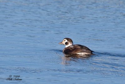 Long-tailed Duck