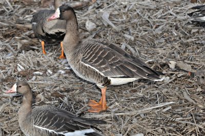 Greater White-fronted Geese