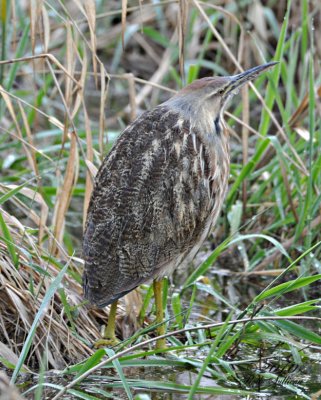 American Bittern