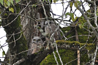 Great Horned Owl babes