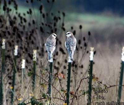 White-tailed Kites