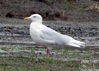 glaucous_gull_photos