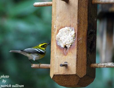 Townsend's Warbler(at suet feeder)