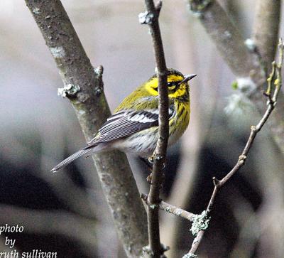 Townsend's Warbler