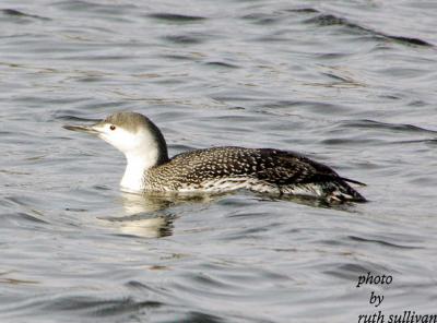 Red-throated Loon