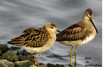 Ruff(with Long-billed Dowitcher)