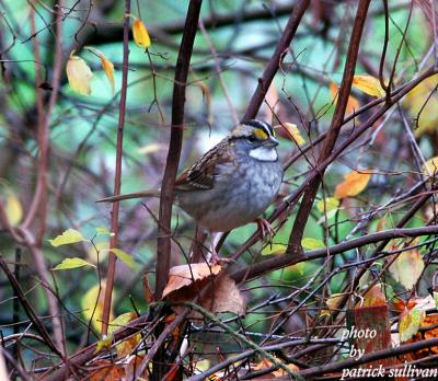 White-throated Sparrow