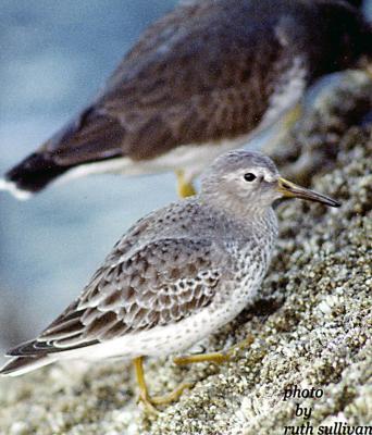 Priblof raceRock Sandpiper