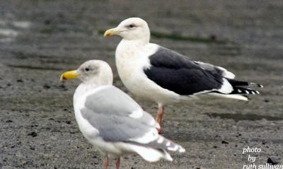 Slaty-backed Gull(with Glaucous-winged Gull)