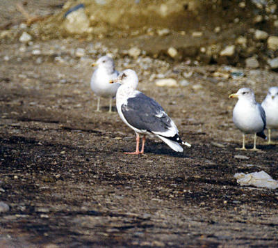 Slaty-backed Gull(with California Gulls)