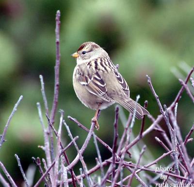White-crowned Sparrow(immature)