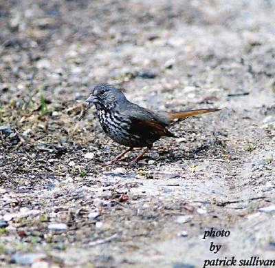 Slate-coloredFox Sparrow