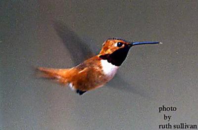 Rufous Hummingbird(male)