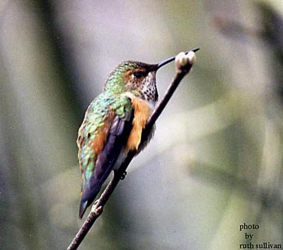 Rufous Hummingbird(female)