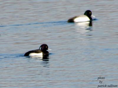 Tufted Duck(with Greater Scaup)