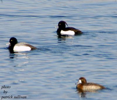 Tufted Duck(with Greater Scaup)