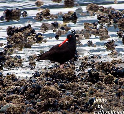 Black Oystercatcher