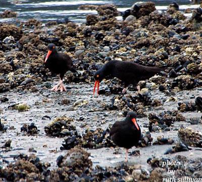 Black Oystercatchers