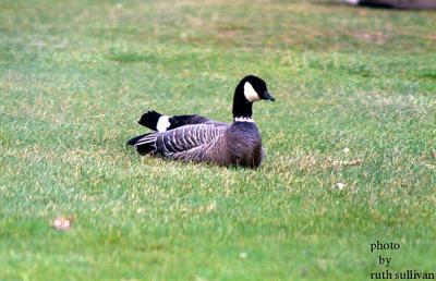 g3/14/345014/3/56923473.goose.jpg
