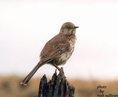 Sage Thrasher