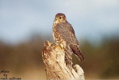 Boreal or Taiga Merlin