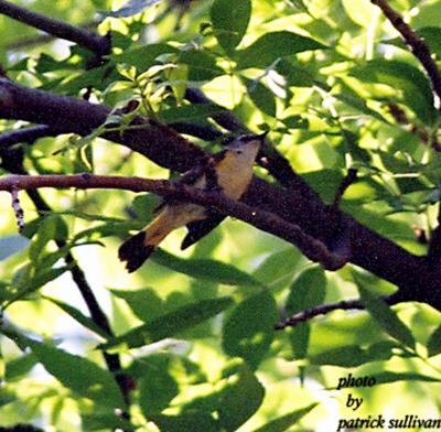 American Redstart(immature male)