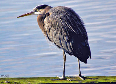 Great Blue Heron