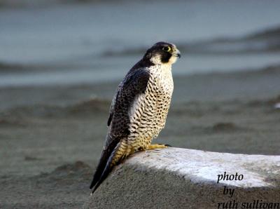 Peregrine Falcon(adult)