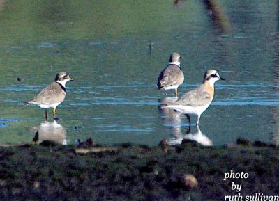 Lesser Sand Plover(Mongolian Plover)with Semipalmated Plovers