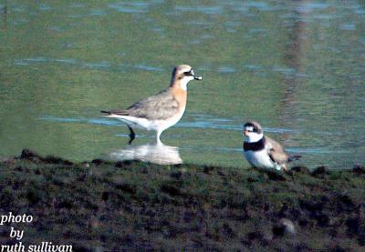 Lesser Sand Plover(Mongolian Plover)with Semipalmated Plovers