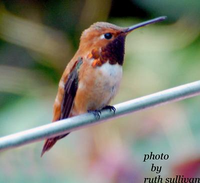 Rufous Hummingbird(male)