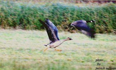 Bean Goose(with Cackling Goose)