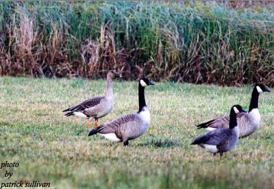 Bean Goose(with Canada and Cackling Geese)