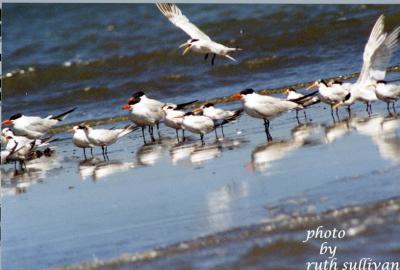 Elegant Terns(with Caspian Terns)