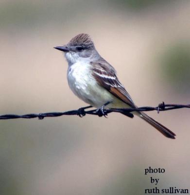 Ash-throated Flycatcher