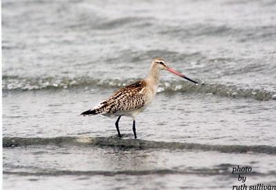 Bar-tailed Godwit