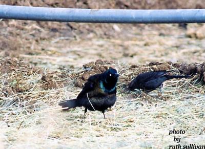 Common Grackle(with Brewer's Blackbird)