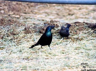 Common Grackle(with Brewer's Blackbird)