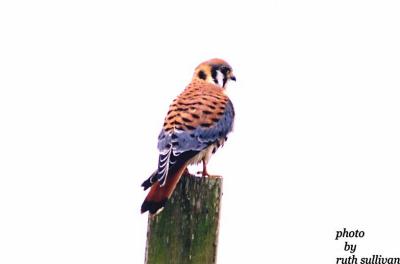 American Kestrel(male)