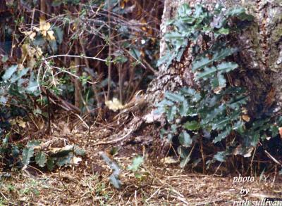 Siberian Accentor