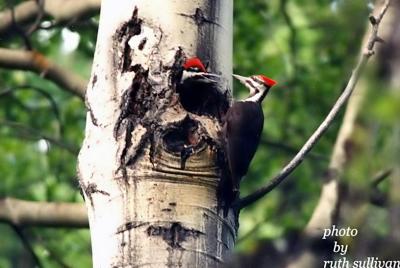 Pileated Woodpecker(with young)