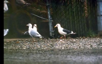 Slaty-backed Gull(with other gulls)