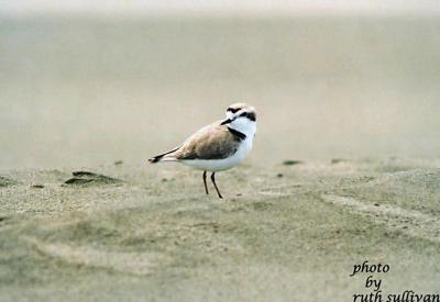 Snowy Plover(adult male)