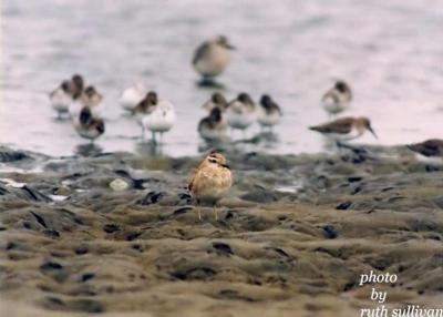 Eurasian Dotterel(with Black-bellied Plovers,Dunlin,and Sanderlings)