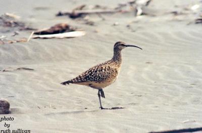 Bristle-thighed Curlew