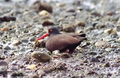 Black Oystercatcher