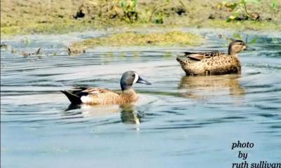 Blue-winged Teal(male and female)